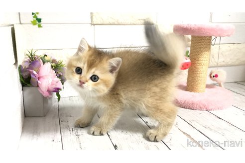 販売中の埼玉県のブリティッシュショートヘア-112672の12枚目