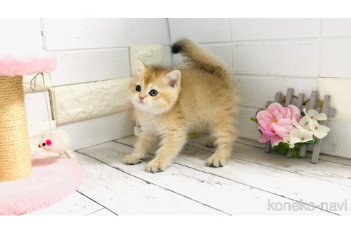 販売中の埼玉県のブリティッシュショートヘア-112672の2枚目