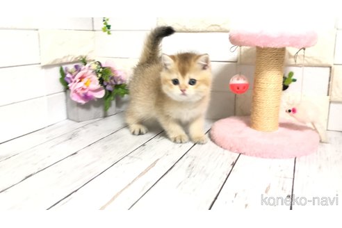 販売中の埼玉県のブリティッシュショートヘア-112672の3枚目