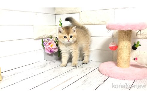 販売中の埼玉県のブリティッシュショートヘア-112672の6枚目
