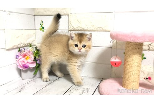 販売中の埼玉県のブリティッシュショートヘア-112672の7枚目