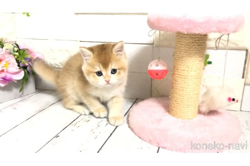 販売中の埼玉県のブリティッシュショートヘア-112670の14枚目