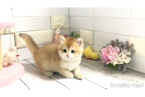 販売中の埼玉県のブリティッシュショートヘア-112670の10枚目