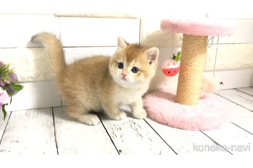 販売中の埼玉県のブリティッシュショートヘア-112670の11枚目