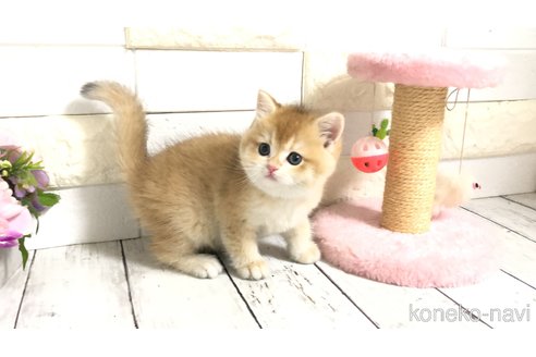 販売中の埼玉県のブリティッシュショートヘア-112670の12枚目