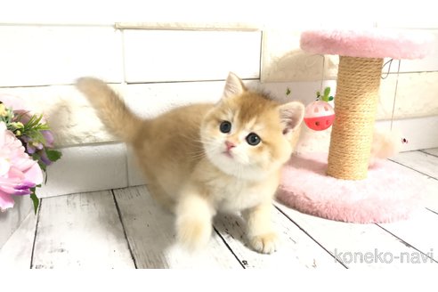 販売中の埼玉県のブリティッシュショートヘア-112670の13枚目