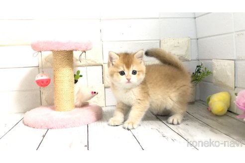 販売中の埼玉県のブリティッシュショートヘア-112670の4枚目