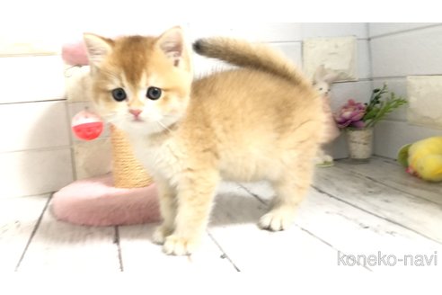 販売中の埼玉県のブリティッシュショートヘア-112670の5枚目