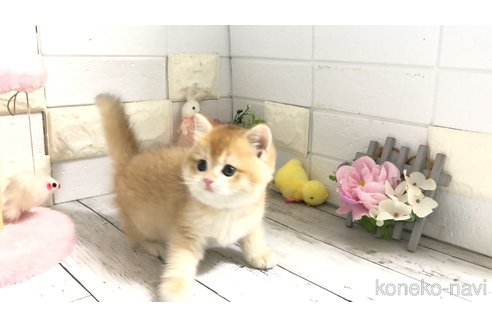販売中の埼玉県のブリティッシュショートヘア-112670の6枚目