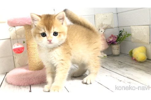 販売中の埼玉県のブリティッシュショートヘア-112670の7枚目