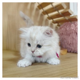 販売中の長野県のマンチカン(短足)-114525の2枚目
