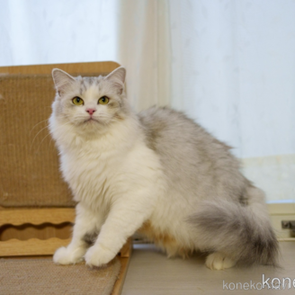の大阪府の-