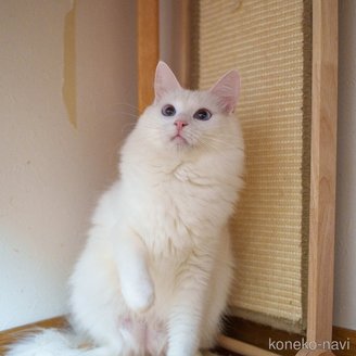 大蓝ちゃん1枚目
