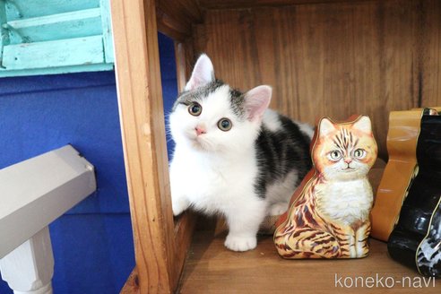 販売中の大阪府のマンチカン(短足)-109273の2枚目