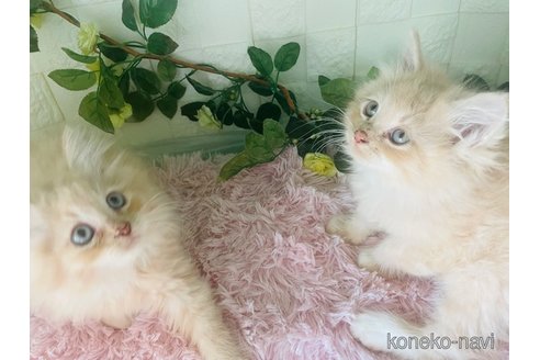 販売中の埼玉県のサイベリアン-114530の2枚目