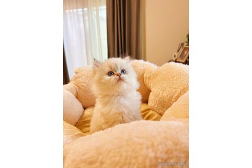 販売中の埼玉県のブリティッシュロングヘア-114539の6枚目
