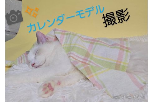 販売中の千葉県のラグドール-114540の5枚目