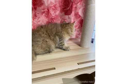 成約済の福岡県のペルシャ(チンチラ)-114548の6枚目