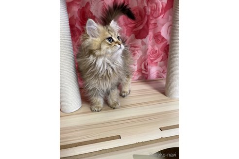 販売中の福岡県のペルシャ(チンチラ)-114549の5枚目
