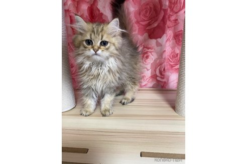 販売中の福岡県のペルシャ(チンチラ)-114549の6枚目