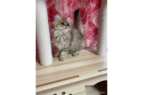 販売中の福岡県のペルシャ(チンチラ)-114549の7枚目
