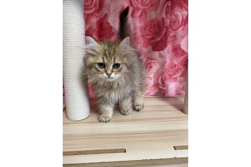 販売中の福岡県のペルシャ(チンチラ)-114549の8枚目
