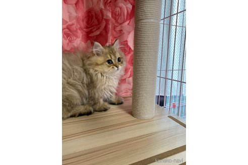 商談中の福岡県のペルシャ(チンチラ)-114550の5枚目