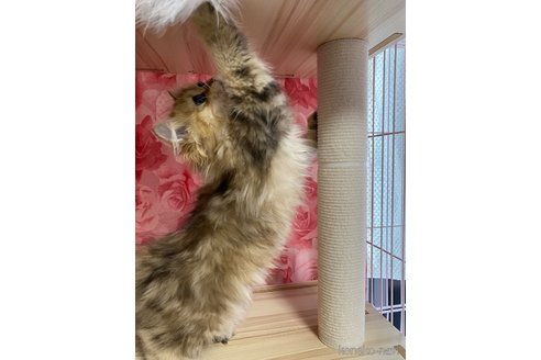 販売中の福岡県のペルシャ(チンチラ)-114551の8枚目