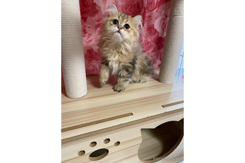 販売中の福岡県のペルシャ(チンチラ)-114551の9枚目