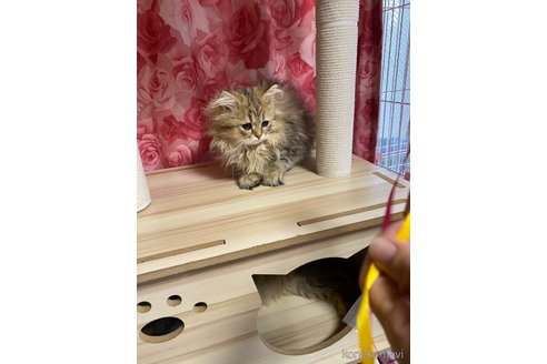 成約済の福岡県のペルシャ(チンチラ)-114552の3枚目