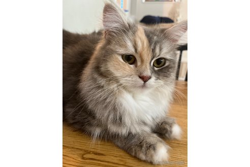 メリダちゃん1枚目