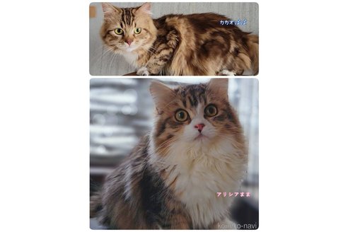販売中の神奈川県のサイベリアン-114557の13枚目