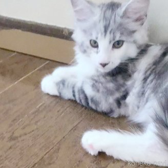 成約済の岡山県のメインクーン-111954の1枚目