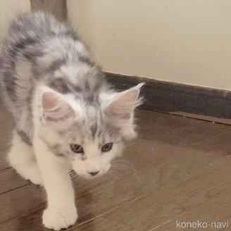 成約済の岡山県のメインクーン-111954の3枚目