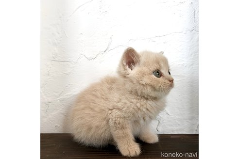 販売中の鹿児島県のスコティッシュストレート-111397の3枚目