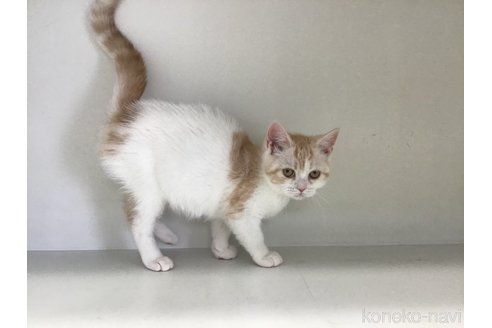 販売中の山形県のスコティッシュフォールド-109209の4枚目