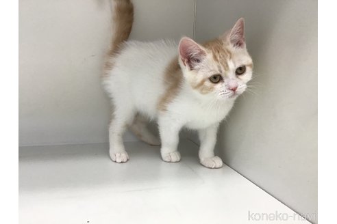 販売中の山形県のスコティッシュフォールド-109209の3枚目