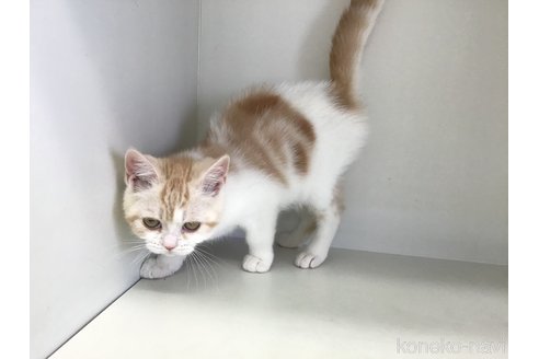 販売中の山形県のスコティッシュフォールド-109209の2枚目
