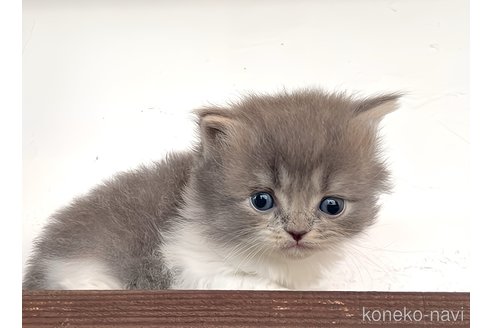 販売中の鹿児島県のサイベリアン-114571の3枚目