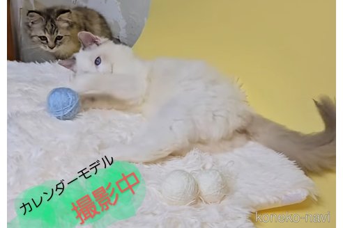 販売中の千葉県のラグドール-114540の3枚目