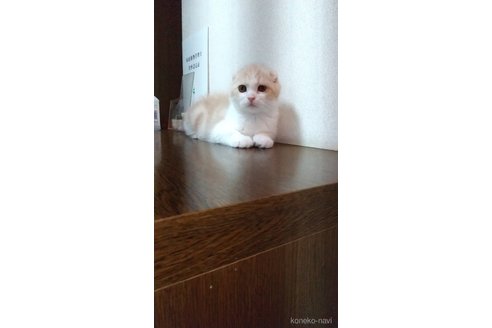 成約済の栃木県のスコティッシュフォールド-111661の3枚目
