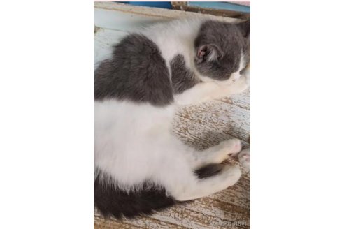 千葉県のブリティッシュショートヘア|男の子・ホワイト系(親猫 千葉県のブリティッシュショートヘア|男の子・ホワイト系(親猫