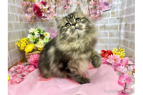 販売中の東京都のペルシャ(チンチラ)-105362の5枚目