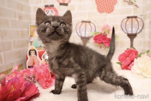 販売中の東京都のオシキャット-110392の7枚目