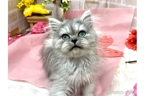 販売中の東京都のペルシャ(チンチラ)-111084の2枚目