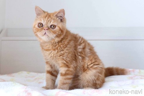 成約済の東京都のエキゾチックショートヘア-104222の15枚目