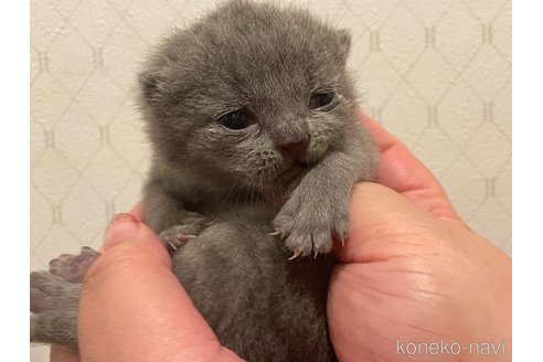 成約済の滋賀県のブリティッシュショートヘア-114577の3枚目