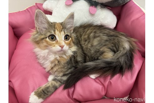 成約済の千葉県のノルウェージャンフォレストキャット-110061の3枚目