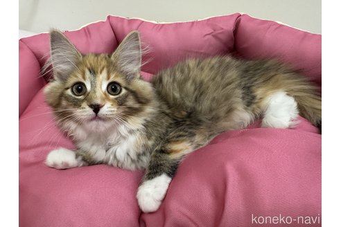 販売中の千葉県のノルウェージャンフォレストキャット-110060の2枚目