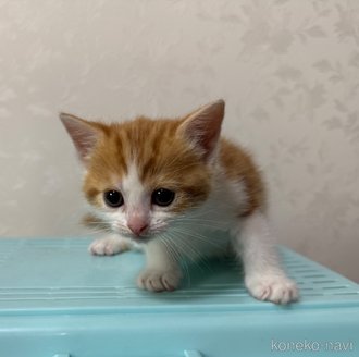 成約済の埼玉県のスコティッシュフォールド-112156の23枚目